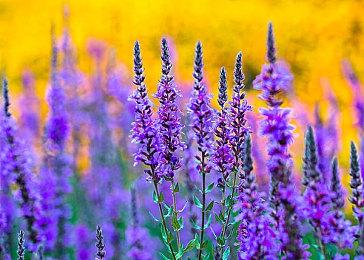 《监控人VS马桶男》登陆Steam 另类第一人称FPS