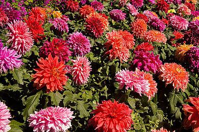 《孤岛春红》VR剧本杀直播发布会，今晚19:00震撼开启！